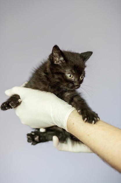 Little black kitten in the hands of a veterinarian Concept pets treatment veterinary clinic