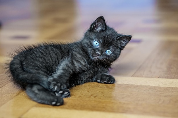 A little black kitten is lying on the floor Pets concept