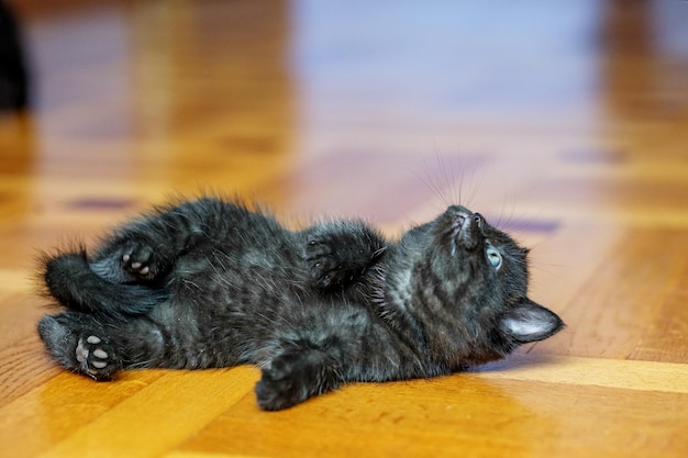 Little black kitten lies on the floor and looks Pets concept