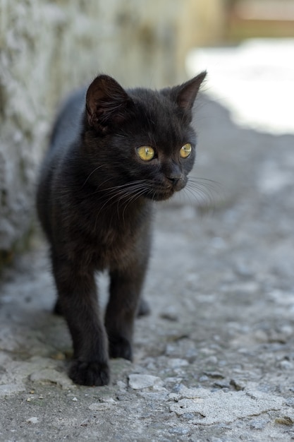 Little black kitten in the shade of the house on a hot summer day