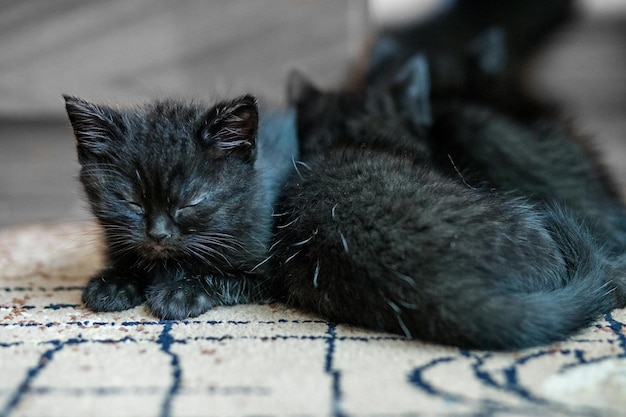 Little black kittens sleep on the floor Pets concept