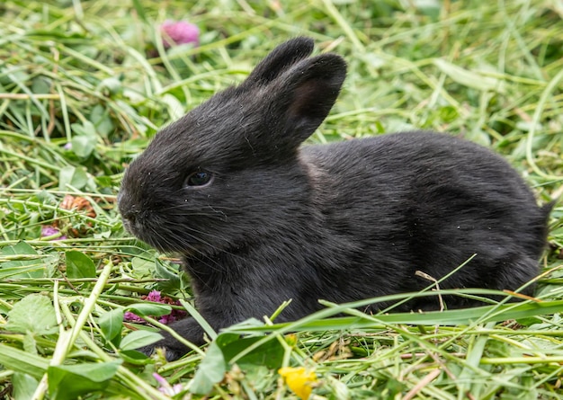 little black rabbits in the green grass