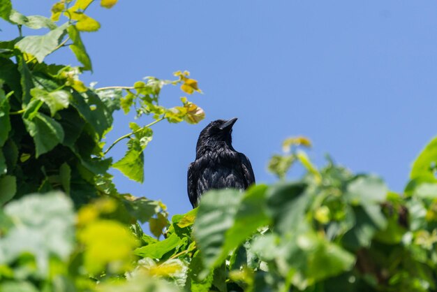 A little black raven sitting on the top of the tree