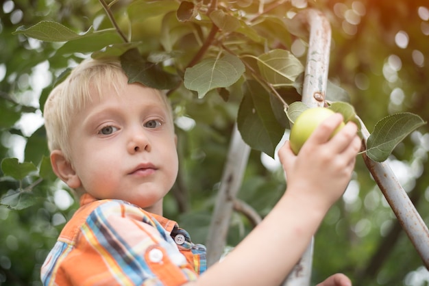 Little blond boy picking apples