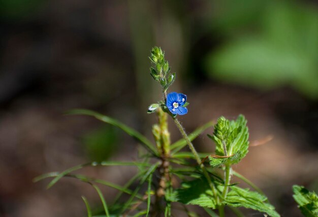 Little blue flower Veronica Oakwood Veronica chamaedrys L may morning