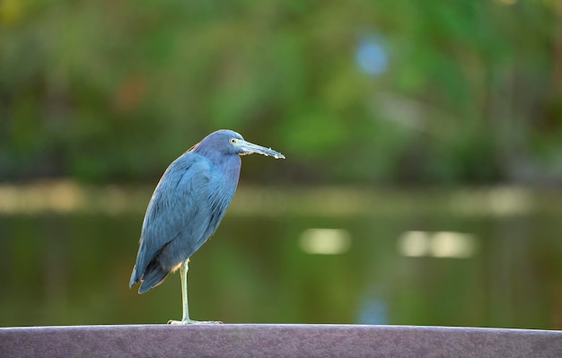 Little blue heron bird perching near lake water in Florida wetland