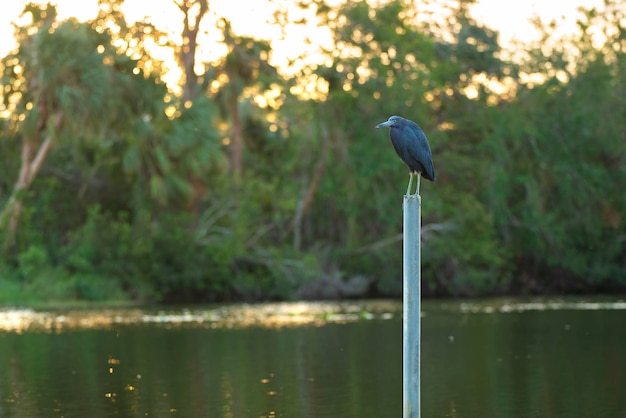 Little blue heron bird perching near lake water in Florida wetland