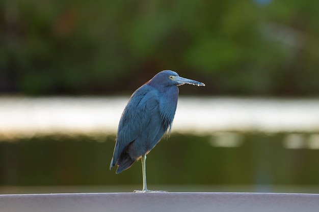 Little blue heron bird perching near lake water in Florida wetland