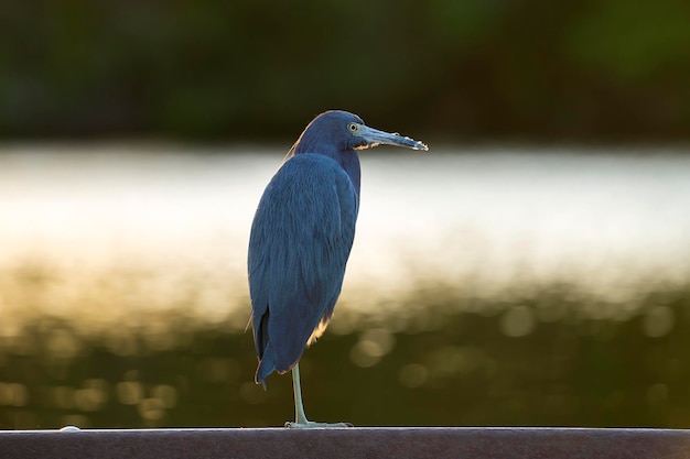 Little blue heron bird perching near lake water in Florida wetland