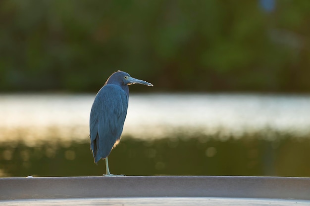 Little blue heron bird perching near lake water in Florida wetland