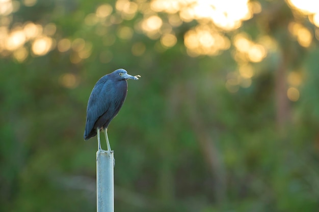 Little blue heron bird perching near lake water in Florida wetland