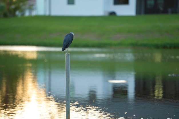 Little blue heron bird perching near lake water in Florida wetland