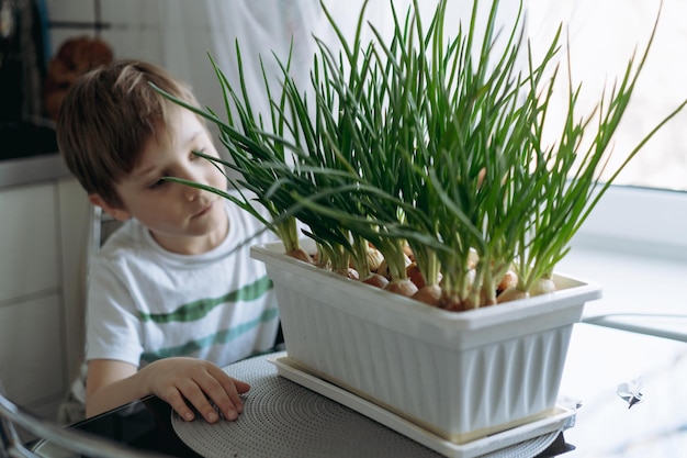 Little boy care of planted fresh onion