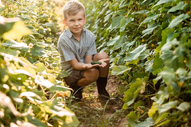 The little boy carefully collects cucumbers in the garden bed