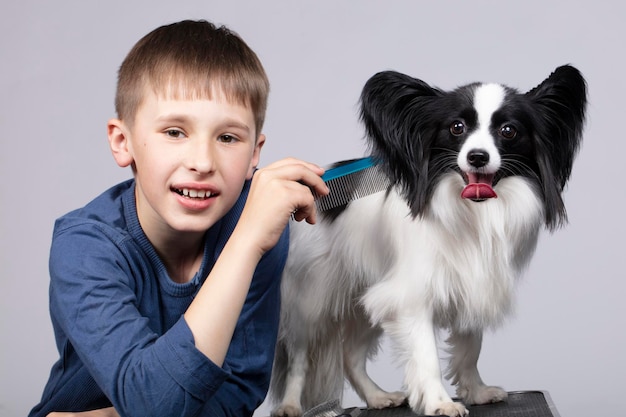 A little boy combs a papillon dog Pet with owner Child with a funny puppy