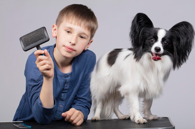 A little boy combs a papillon dog Pet with owner Child with a funny puppy