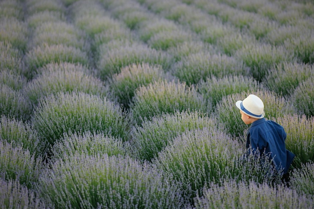 Little boy in a hat runs between the rows with lavender in the field