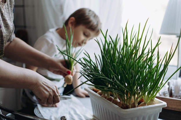 Little boy helping his grandmother to pick fresh onion