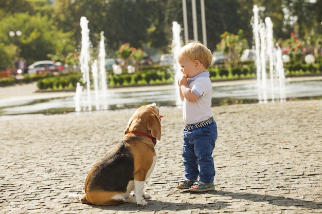 Little boy is feeding the beagle dog in the walking