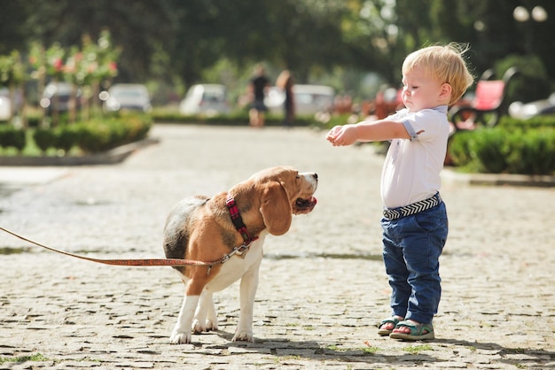 Little boy is feeding the beagle dog in the walking