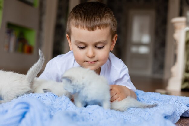 Little boy is lying on a blue knitted blanket with white fluffy kittens British shorthair kittens