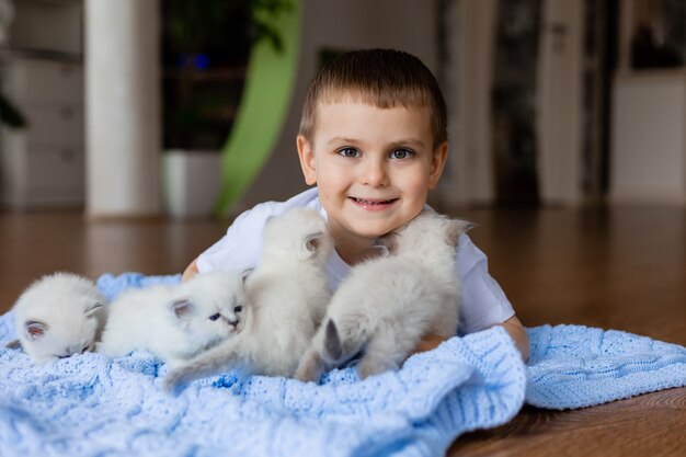 Little boy is lying on a blue knitted blanket with white fluffy kittens British shorthair kittens