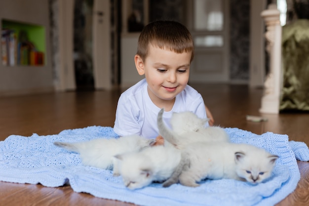 Little boy is lying on a blue knitted blanket with white fluffy kittens British shorthair kittens