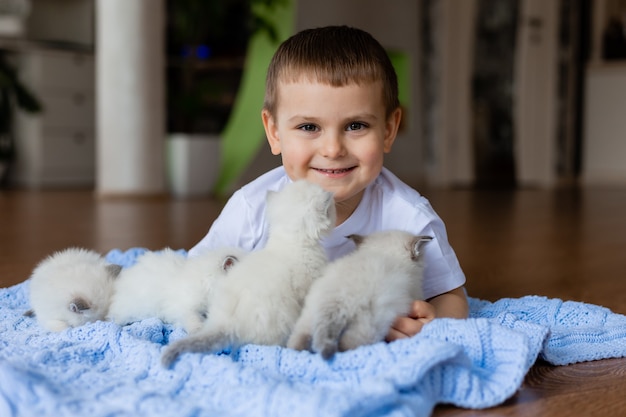 Little boy is lying on a blue knitted blanket with white fluffy kittens British shorthair kittens