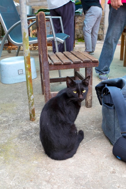 Little boy petting black kitten cat animal