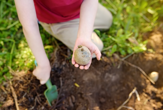 Little boy planting potatoes in the backyard