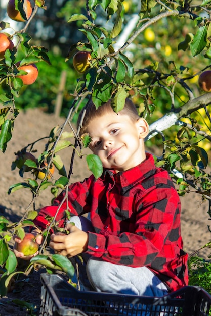 A little boy plucks the harvest of apples