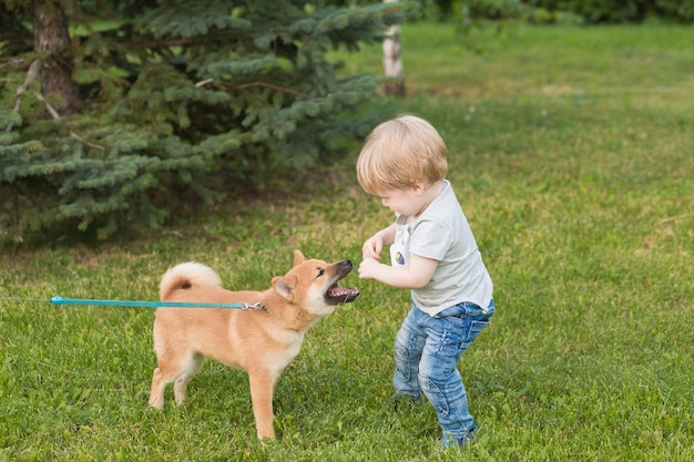 Little boy and red shiba inu puppy playing outdoors in summer