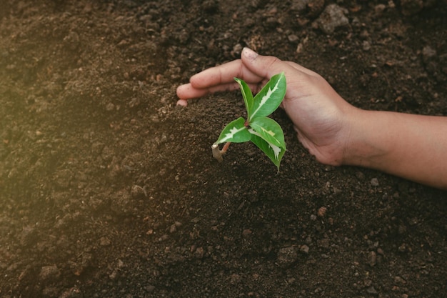 little boy's hand holding a green sapling earth day In the hands of trees planting saplings. Reduce