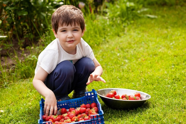 A little boy sorts and stacks freshly picked ripe strawberries in a plastic box while squatting in the garden