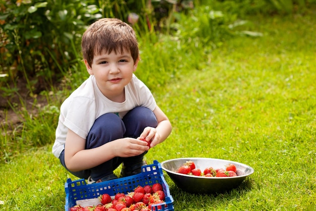 A little boy sorts and stacks freshly picked ripe strawberries in a plastic box while squatting in the garden