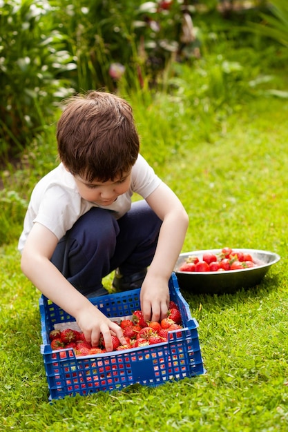 A little boy sorts and stacks freshly picked ripe strawberries in a plastic box while squatting in