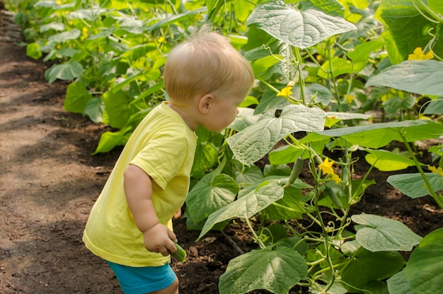 A little boy toddler picking a cucumber in a greenhouse from a garden bed Ingathering