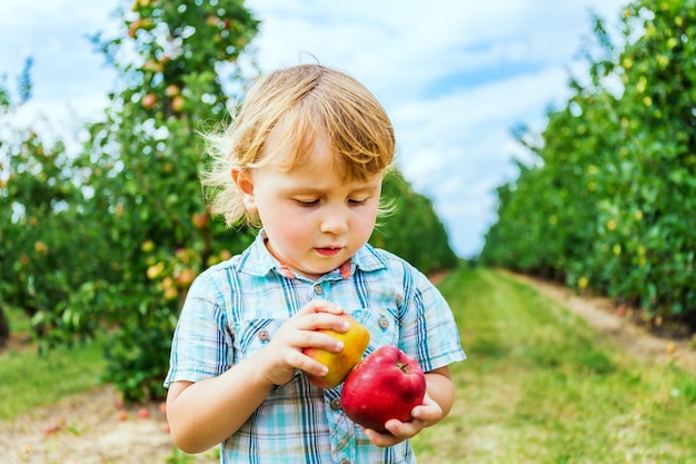 Little boy of two yers old staying in apple orchard and holding two apples in his hands.