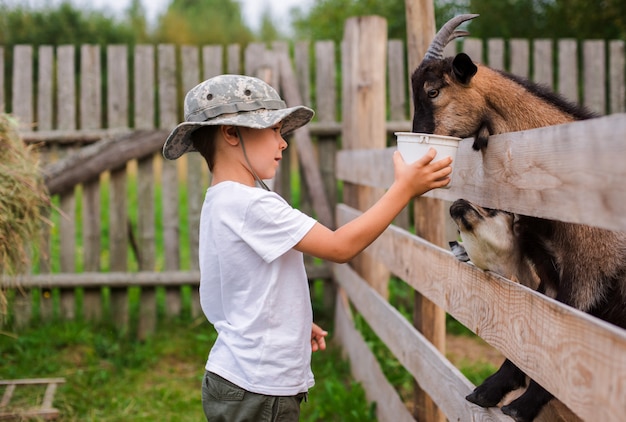 Little boy with care feeds the goat. Environmentally friendly product on the farm.