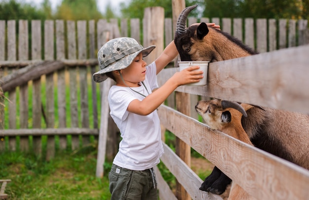 Little boy with care feeds the goat. Environmentally friendly product on the farm.