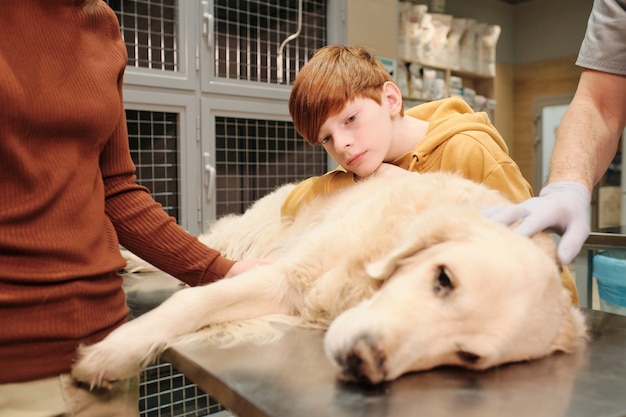 Little boy worrying about his pet during medical exam at vet clinic