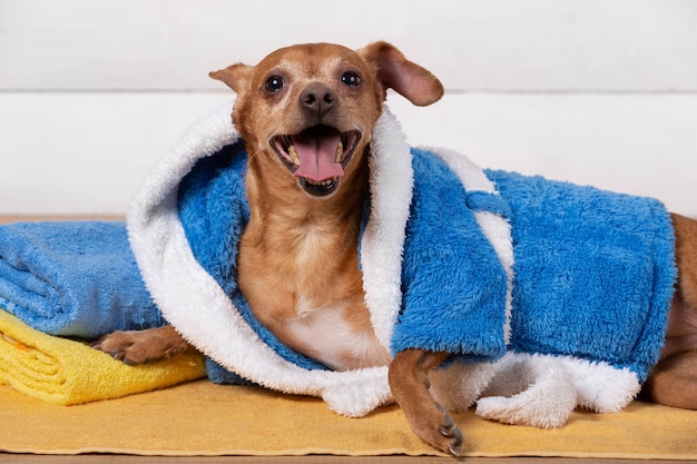 Little brown dog in a blue terry bathrobe smiling