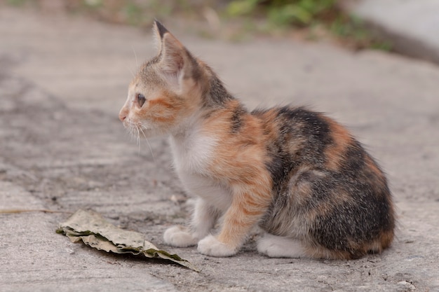 little brown with white kitten