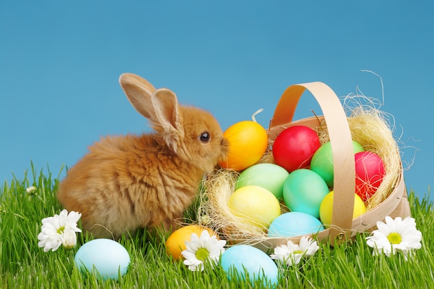 Little Bunny In Basket With Decorated Eggs. Easter Holyday Concept.