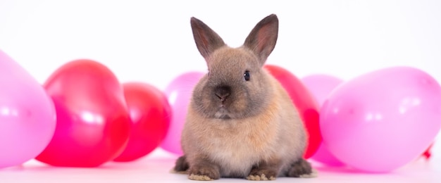 The little bunny rabbit with colorful red pink balloons love pet banner