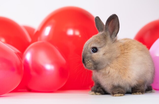 The little bunny rabbit with colorful red pink balloons love pet ra