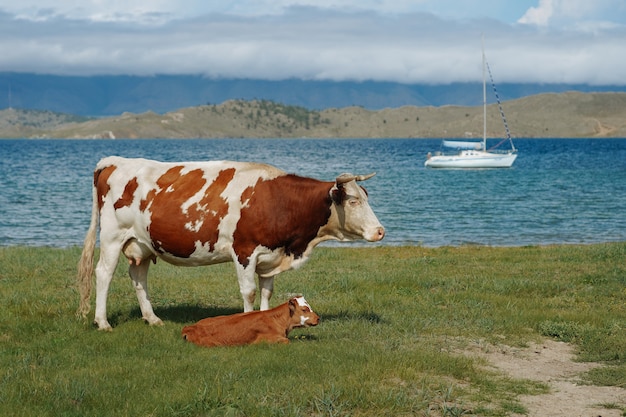 Little calf and mother cow in the field with a yacth in the background