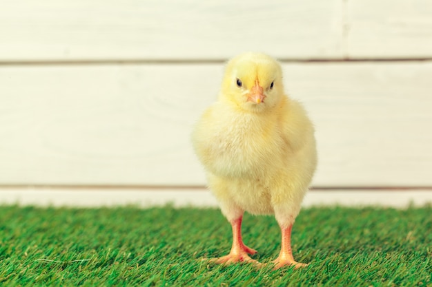 Little chicken on the grass