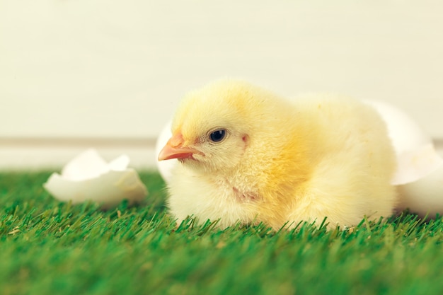 Little chicken on the grass