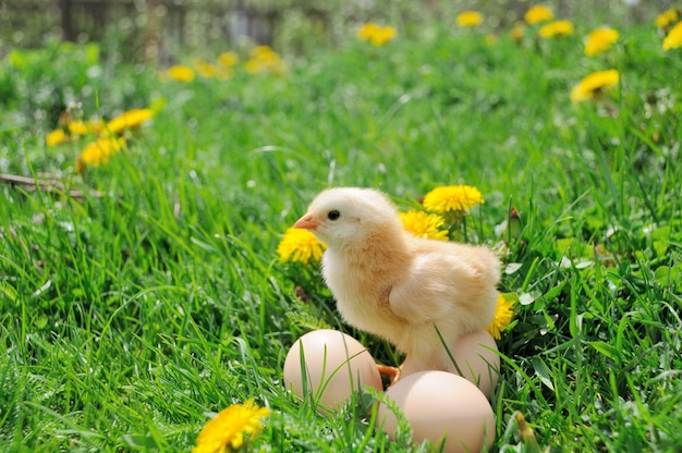 Little chicken on green grass.